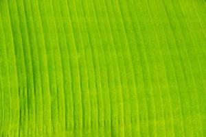 Nahaufnahme der Bananenblattstruktur, grün und frisch, in einem Park foto