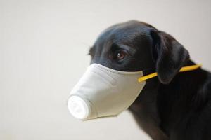 hund trägt sicherheit, insbesondere eine maske zum schutz von staub pm 2.5 und corona-virus, covid 19 auf süßem schwarzem hund. konzept covid-19 coronavirus pandemie und verhindern sie haustiere, die sie lieben. foto