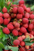 litschis frisches obst Viele von ihnen werden auf dem Markt zum Verkauf angeboten. foto