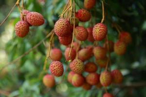 frische Litschi am Baum im Litschi-Obstgarten. foto