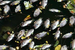 Tote Fische schwammen im dunklen Wasser, Wasserverschmutzung foto