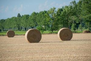 Heuhaufen auf dem Feld foto