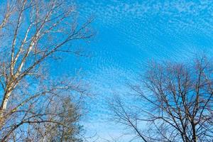 kalter jahreszeit frühling himmel wolken zweig hintergrund foto