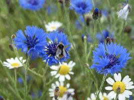 Kornblumen und Gänseblümchen in einer gemischten Blumenwiese foto