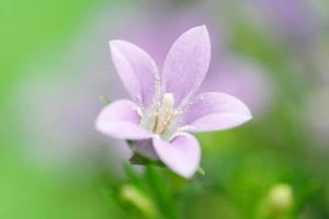 Glockenblumenblüte auf Grün foto