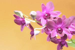 Orchidee auf orangefarbenem Hintergrund foto