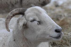 Schafe im Winter foto