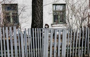 Katze sitzt auf dem Zaun