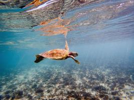 Unterwasserfotos von grünen Meeresschildkröten foto