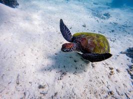 Unterwasserfotos von grünen Meeresschildkröten foto