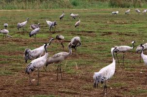 ein großer Kranichschwarm im Hula-Naturreservat im Norden Israels foto