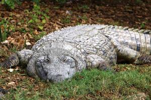 große krokodile im hamat-gader-naturschutzgebiet im norden israels foto