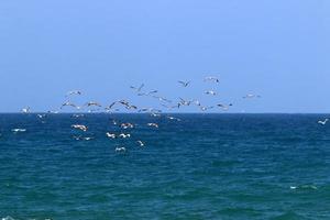 vögel fliegen über das mittelmeer foto