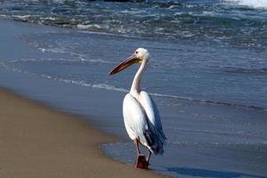 großer weißer Pelikan an der Küste foto