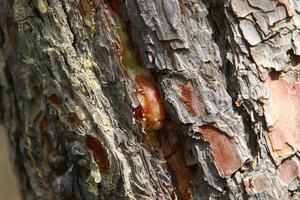 Farbe und Textur der Baumrinde foto