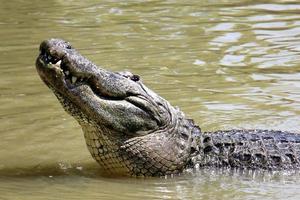 große krokodile im hamat-gader-naturschutzgebiet im norden israels foto