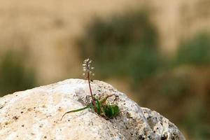 grüne pflanzen und blumen wachsen auf felsen und felsen foto