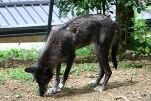kleiner schwarzer Wolf lebt im Zoo foto