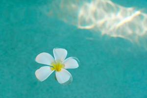 Weiße Frangipani-Blume, die auf der Oberfläche des Schwimmbeckens schwimmt foto