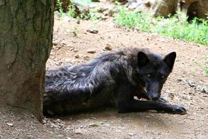 kleiner schwarzer Wolf lebt im Zoo foto