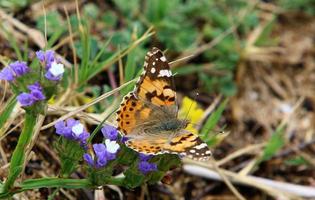 Ein bunter Schmetterling sitzt auf einer Blume foto