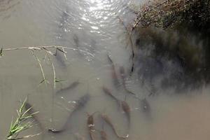 ein see im norden israels mit riesigen welsen foto