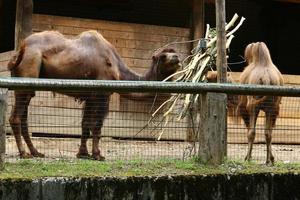 Trampeltier lebt in einem Zoo foto