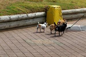 Hund für einen Spaziergang in einem Stadtpark in Israel foto