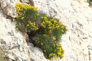 grüne pflanzen und blumen wachsen auf felsen und felsen foto