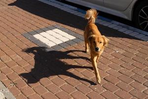 Hund für einen Spaziergang in einem Stadtpark in Israel foto