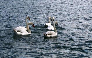 weißer Schwan auf dem See foto