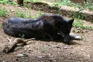 kleiner schwarzer Wolf lebt im Zoo foto