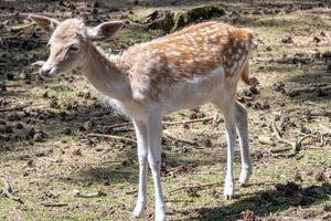 Rehe in der Sonne auf braunem Grund foto