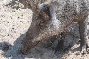 Wildschwein Schwein foto