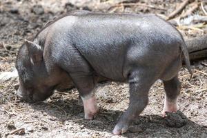 Hängebauchschwein in der Sonne foto