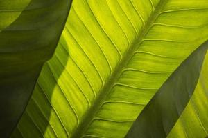 nah oben und unscharfer vordergrund des abstrakten linienmusters mit sonnenlicht und schatten auf grünem dieffenbachia sp. Blätter Oberfläche foto