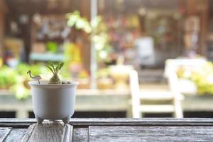 Kleine Dorstenia-Pflanze in weißem Blumentopf auf Holztisch im Café oder Lebensmittelgeschäft mit verschwommenem Hintergrund des schwimmenden Marktes im Freien foto