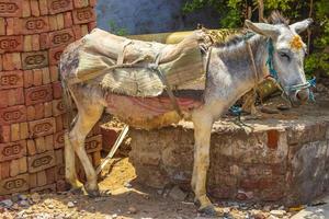 Esel mit Gepäck und Sitz für den Transport nach Indien. foto