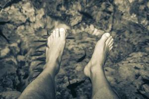 fische beißen füße im wasser cenote tajma ha mexiko. foto