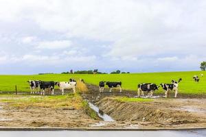 norddeutsches landwirtschaftsfeld mit kühen natur landschaft panorama deutschland. foto