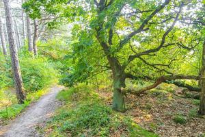 natürlicher panoramablick mit weg grünpflanzen bäume wald deutschland. foto