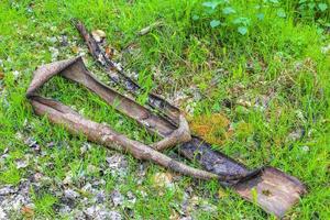 gesägter gefressener baumstumpf und holz auf waldboden deutschland. foto