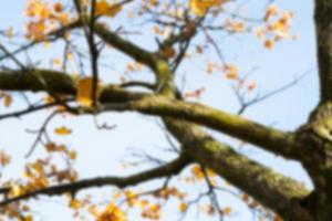 Herbstblätter am Baum, Sammlung schöner bunter Herbstblätter - grün, gelb, orange, rot. unscharfer Hintergrund foto