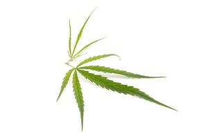 grünes Blatt frisch vom Marihuana-Baum. Atelieraufnahme lokalisiert auf Weiß foto