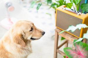 intelligenter brauner Golden Retriever, der sitzt, um die Musik vom Vintage-Lautsprecher zu hören foto