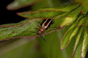 erwachsener Flohkäfer foto