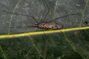 erwachsener Limoniidenkranich foto