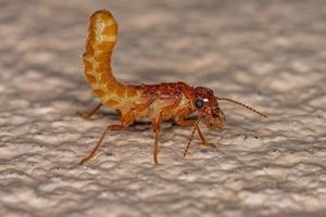erwachsene echte Termite foto