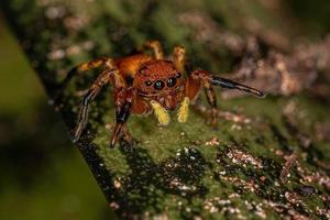 kleine springende Spinne foto