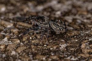 kleine springende Spinne foto